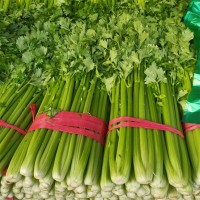 芹菜 云南高山西芹新鮮水果西芹榨汁西芹現摘芹菜香芹新鮮蔬菜